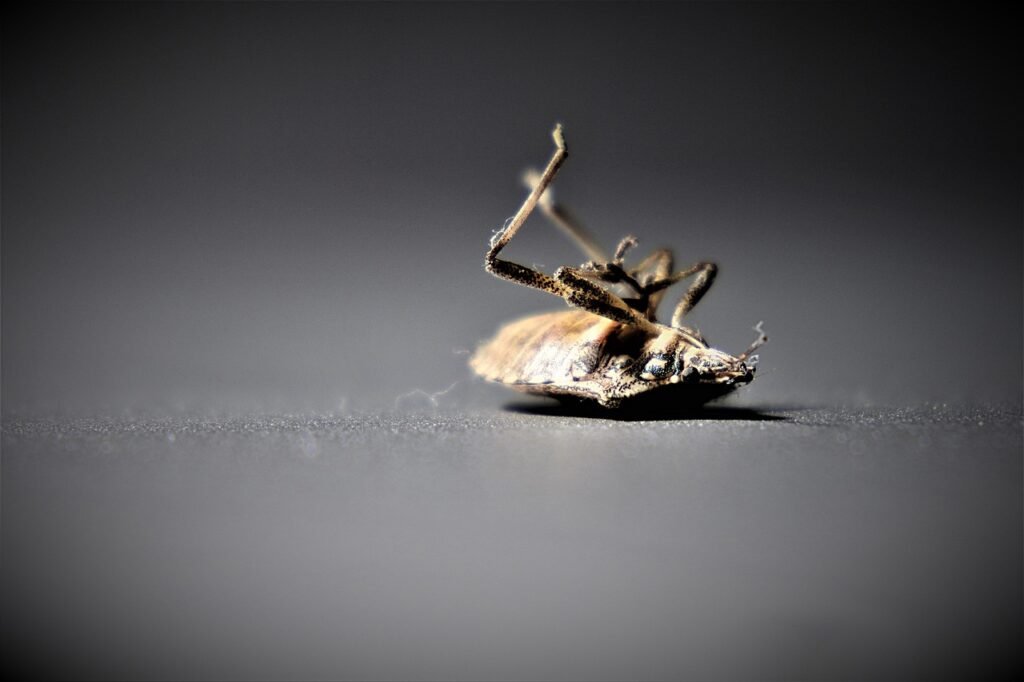 A bed bug shell